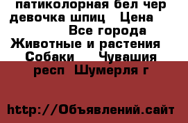 патиколорная бел/чер девочка шпиц › Цена ­ 15 000 - Все города Животные и растения » Собаки   . Чувашия респ.,Шумерля г.